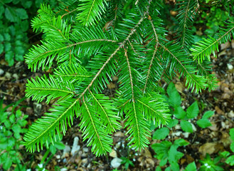 Weißtanne, abies alba, white fir, silver fir