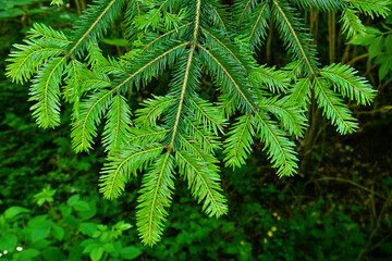 Weißtanne, abies alba, white fir, silver fir, Neuaustrieb im Frühling