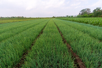 Bunch of onions with green leaves and white roots on brown soil in the field farm