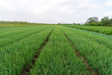 Bunch of onions with green leaves and white roots on brown soil in the field farm