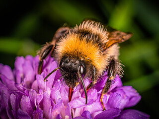 
a bumblebee with a red tongue collects nectar from a clover flower