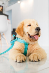 Handsome Golden retriever puppy at pet clinic.