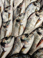 Gilthead seabream fishes on the market