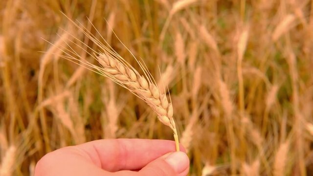 Wheat barley field . One Golden spikelet of wheat closeup in female hand on the natural blur wheat background. Harvest concept. Slow motion. High quality FullHD footage