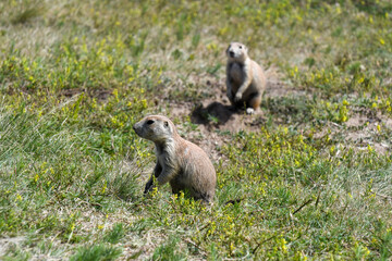 prairie dog in the grass