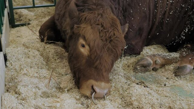 Portrait of sad large brown Limousin bull resting and lying on ground at agricultural animal exhibition, cattle trade show - french breed. Farming, animal husbandry and agriculture industry concept