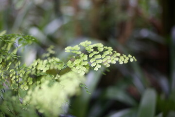 close up of fern