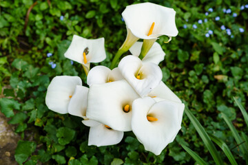 Zantedeschia aethiopica