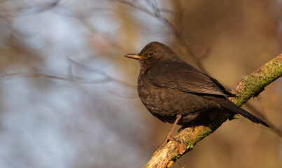 Fototapeta premium Male Common Blackbird turdus merula perched on tree branch in spring