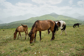 Fototapeta na wymiar herd of horses