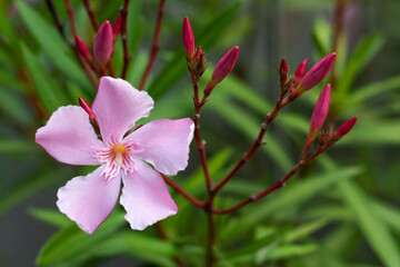 Close-up of the pink oleander flower