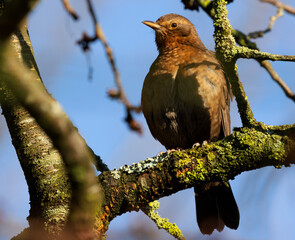 Female Common Blackbird turdus merula perched on tree branch in spring