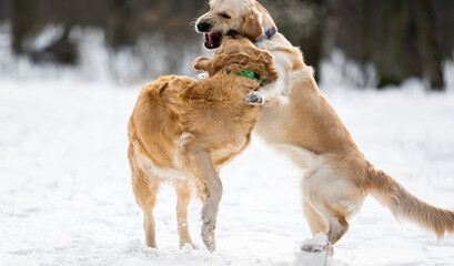 Two golden retriever dogs playing together outdoor in wintertime with snow