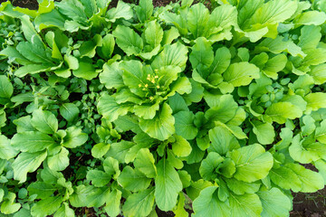 Fototapeta premium Green leaf mustard in growth at vegetable