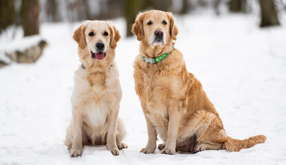 Two golden retriever dogs sitting on the snow and looking at the camera in winter time. Portrait of doggy friends