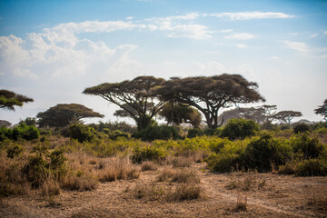 Large acacia trees in the wild African savannah in Amboseli National Park