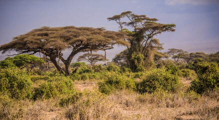 Large acacia trees in the wild African savannah in Amboseli National Park