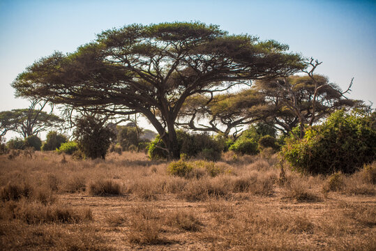 Large acacia trees in the wild African savannah in Amboseli National Park