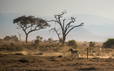 The zebra runs in clouds of dust against the backdrop of large acacia trees in the wild African savannah