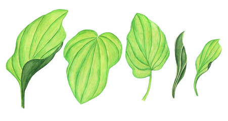 Set of Plantain green leaves isolated on white background. Watercolor hand drawing illustration. Perfect for medical or herbal card, garden design.