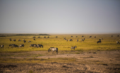 A herd of zebras and wildebeest in the wetlands of the wild African savannah in Amboseli National Park