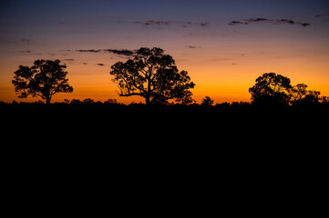 savanna sunset