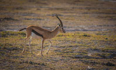 Thomson's gazelle on the wild African savannah in Amboseli National Park