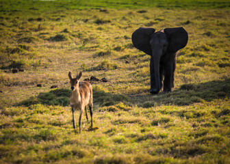 A baby elephant chases an antelope in the wild African savannah