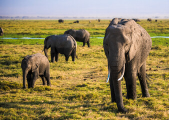 Animal of elephants eats grass in the wild African savannah wetland in Amboseli National Park