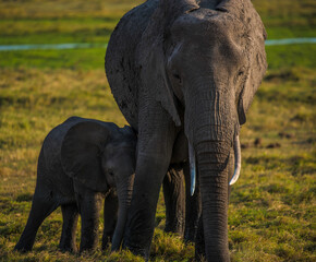 A baby elephant cuddles up to its eating mother in the wild African savannah in Amboseli National Park