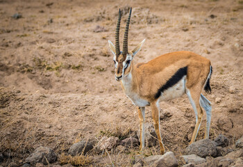 Thomson's gazelle on the wild African savannah in Amboseli National Park