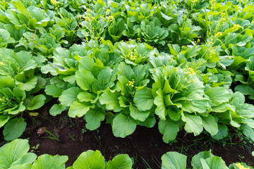 Green leaf mustard in growth at vegetable
