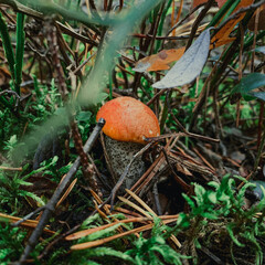 Leccinum aurantiacum in forest. Mushrooms searching and picking in forest. Leccinum aurantiacum is edible mushroom. Healthy and delicious food