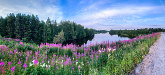 Flowering fields of lumen and Ivan-tea on the river bank near the coniferous forest. A dirt road runs along the edge of the frame. Karelia. Evening panorama wild flowers.