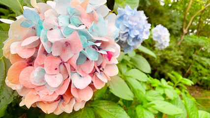 公園の雨上がりの紫陽花