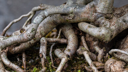 Gnarled and Twisted Roots of a Mature Bonsai Tree