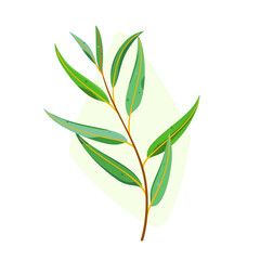 Branch of eucalyptus tree. Flat vector colorful illustration.