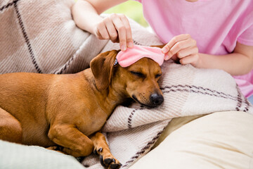 Photo of funny cute brown dog wear pink sleeping mask lying checkered blanket indoors house home room