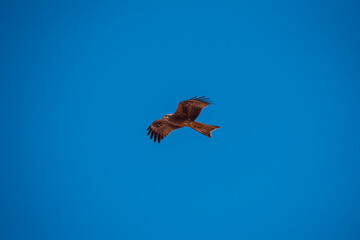 eagle in the sky