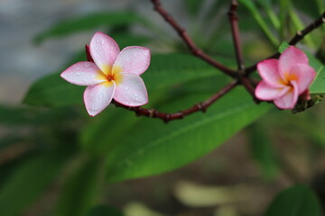 Plumeria flower