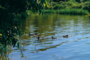 beautiful lake with swimming ducks, lots of greenery