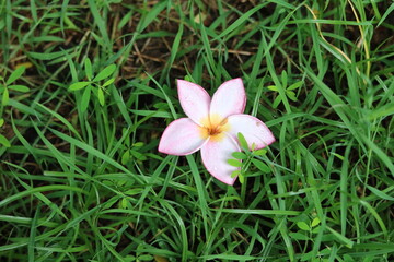 Plumeria flower Drop