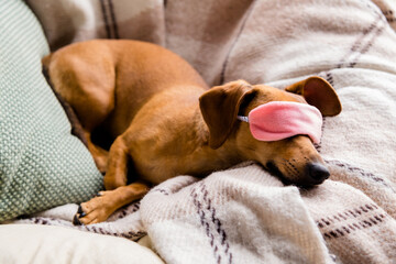 Photo of cute tired brown dog wear pink sleeping mask covered eyes lying checkered duvet indoors house home room