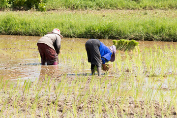Naklejka na ściany i meble farmer is transplant rice seedlings in water-filled fields