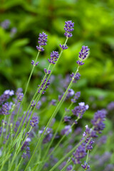 Obraz premium Close-up of purple lavender flowers