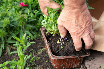 man plants  flowers in the garden