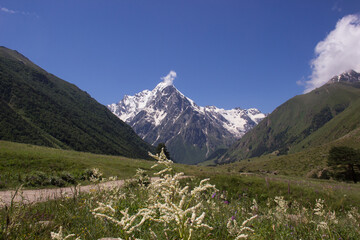 alpine meadow in the mountains