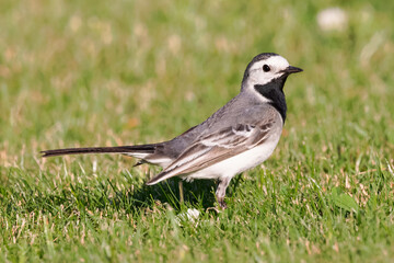 Portrait of white Wagtail motacilla alba walking in gras
