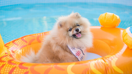 Beautiful cute fluffy pomeranian dog relaxing and floating in a floating inflatable device in the swimming pool. Enjoy the summer.