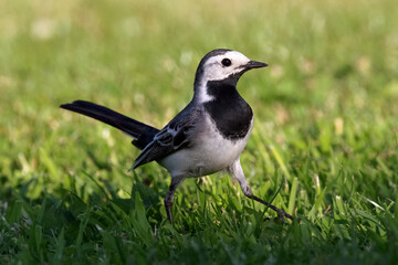 Portrait of white Wagtail motacilla alba walking in gras